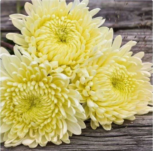 Vanilla Haze Mum Seeds - 200+ Chrysanthemum Flower Seeds - Annual Blooming Variety - Chrysanthemum morifolium