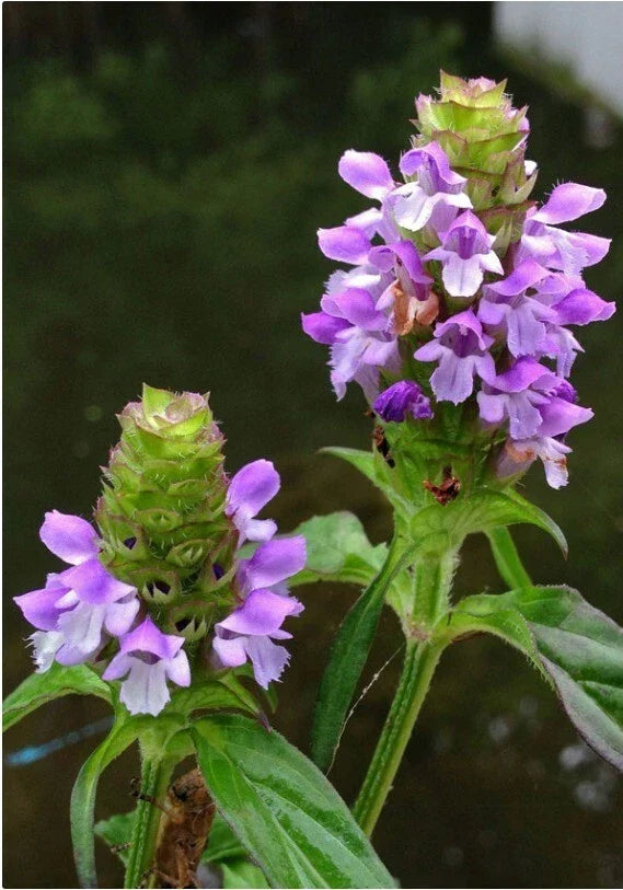 Heal-All Medicinal Herb Seeds - 100+ Pack - Prunella Vulgaris - Self Heal - Non-GMO, Easy to Grow, Herbal Garden