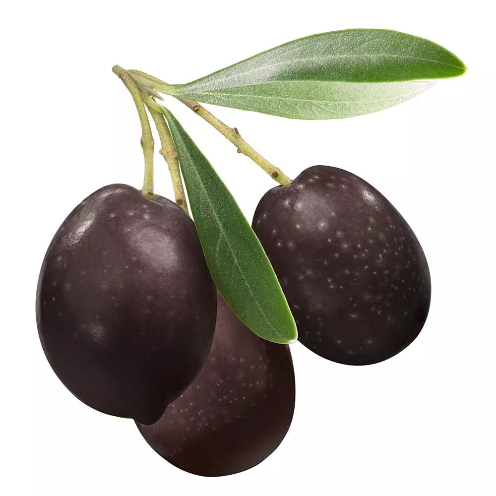 Olive Tree Seeds | 10 Seeds | Mediterranean Variety | Olea europaea | Drought-Tolerant Garden Plant