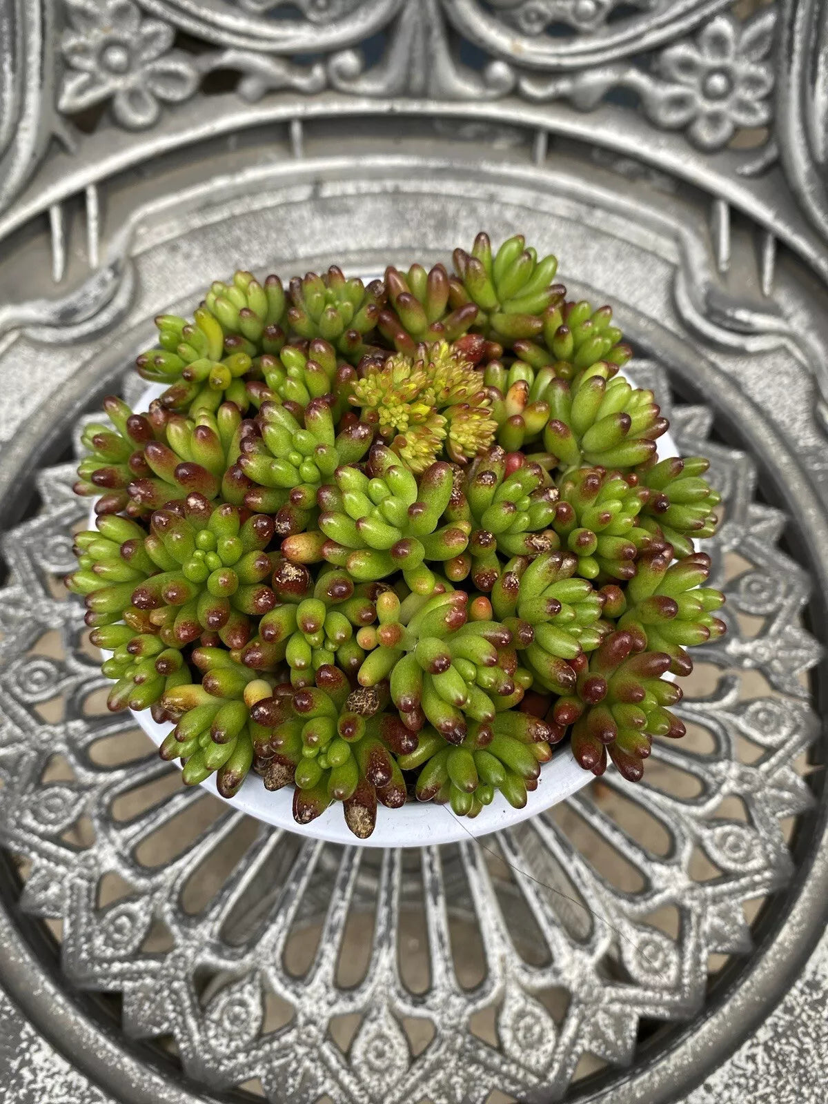 Succulent Cuttings - 8 Unrooted Red Green Jelly Bean - Sedum Rubrotinctum - Ideal for Propagation and Indoor Garden