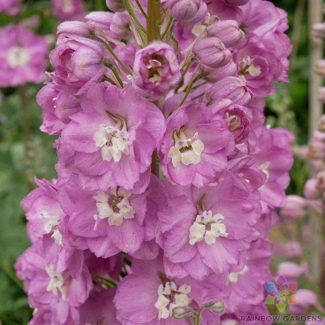 Guinevere Delphinium Seeds - 200+ Pack - Blue Flowering Plant - Delphinium elatum - USA Grown Non-GMO