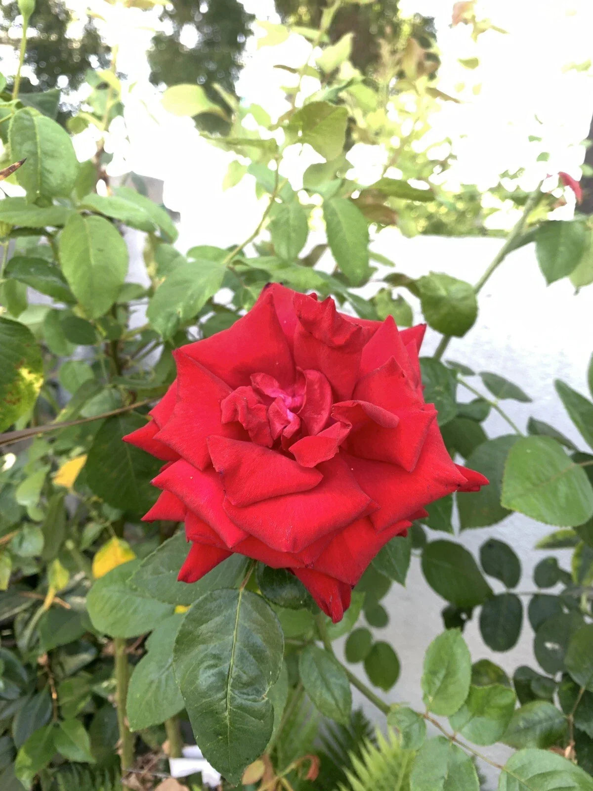 Blood Red Rose Cuttings, 6 Inch Logs, 5 Pieces, No Roots, Highly Fragrant, Rosa spp. - Ideal for Garden Propagation