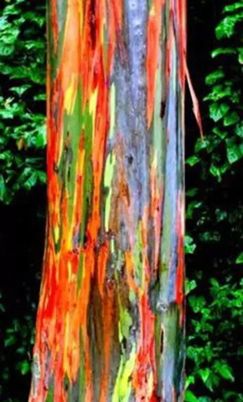 Rainbow Eucalyptus Seeds 25+ Multicolored Bark Eucalyptus deglupta Tropical Garden Seeds