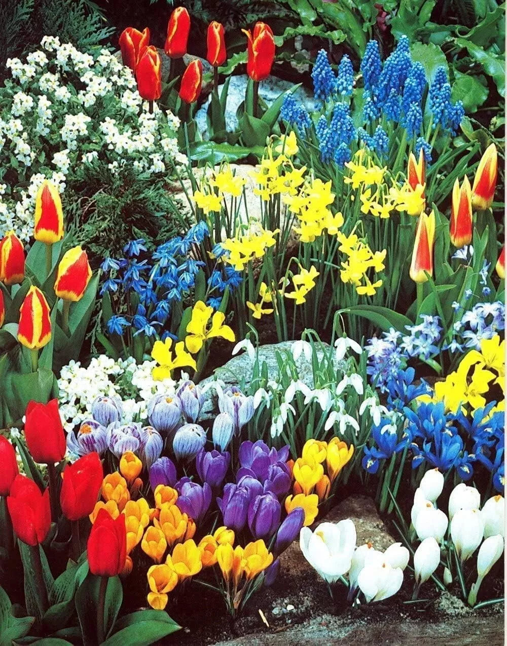Spring Flower Garden Kit - 50 Fall Planting Bulbs - Colorful Varieties for Spring Blooms - Tulips, Daffodils, Hyacinths