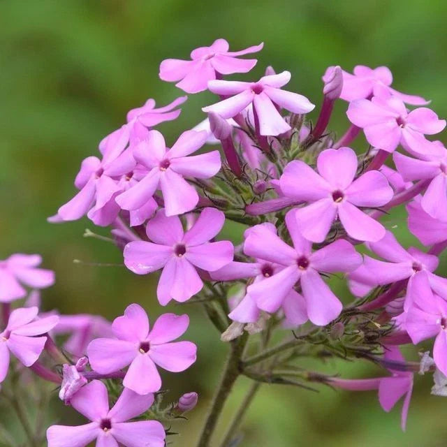 Sweet William Bulbs | Soft Pink, White, Lilac-Violet Flowers | Phlox Maculata Bulbs for Garden Planting