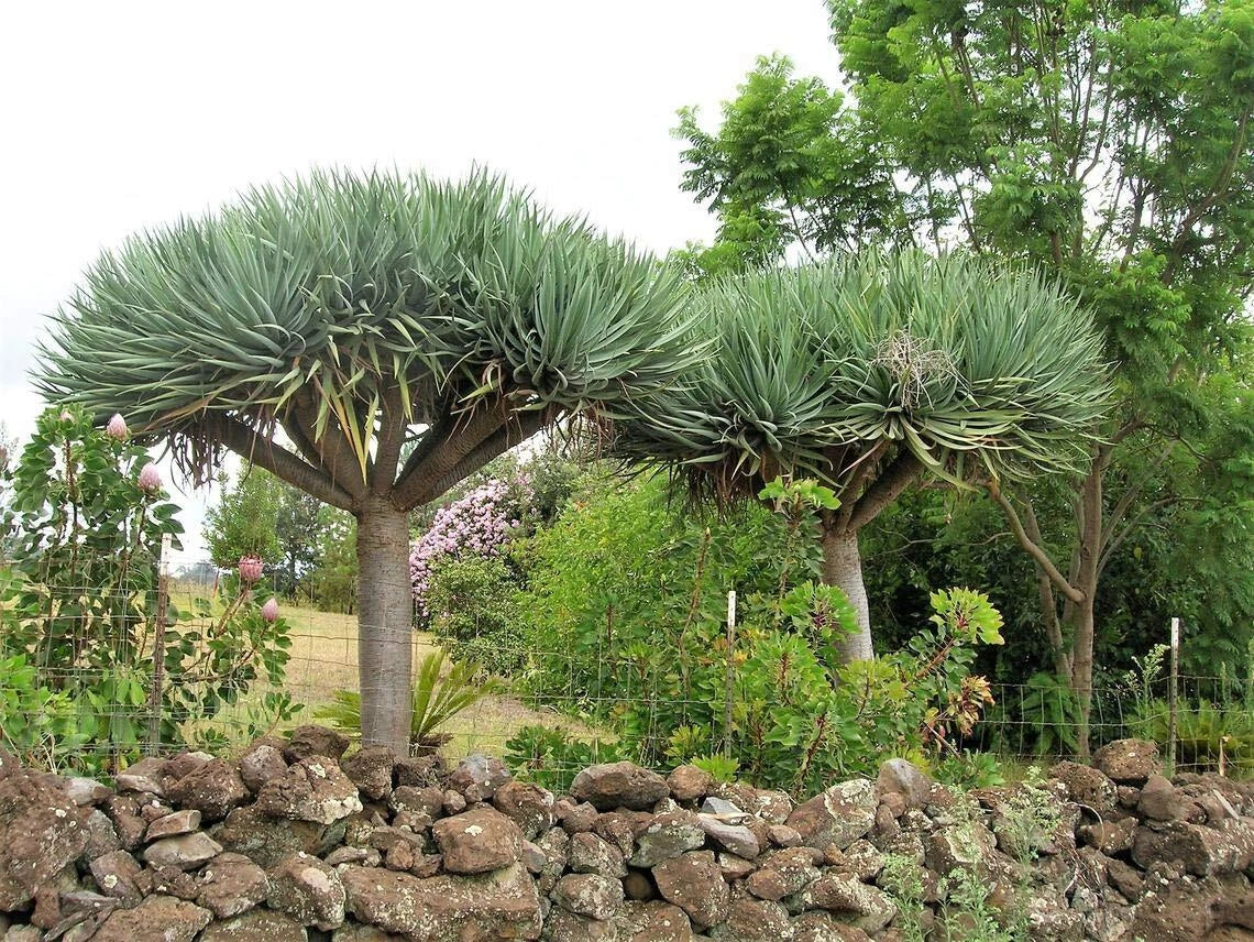Dragon Blood Tree Seeds - 6 Count - Dracaena Draco - Rare Tropical Plant Seeds for Home and Garden