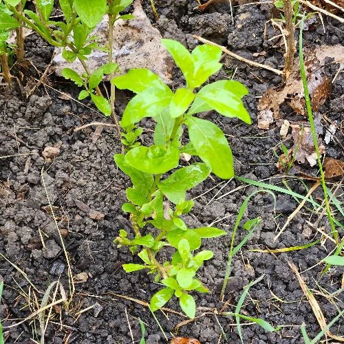Goji Berry Plants - 10 Rooted Cuttings - Organic Lycium Barbarum - Superfood Garden Plants for Home Gardening