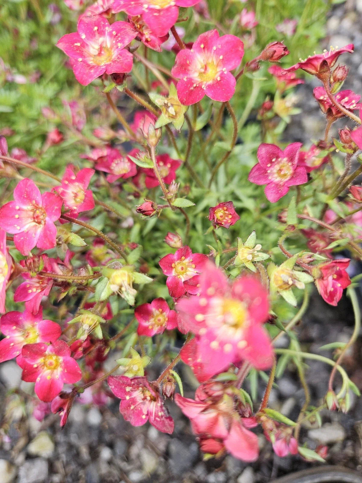 Saxifraga Touran Deep Red Bare Root Plant - Vibrant Perennial with Red Flowers - Saxifraga x arendsii - USA Grown