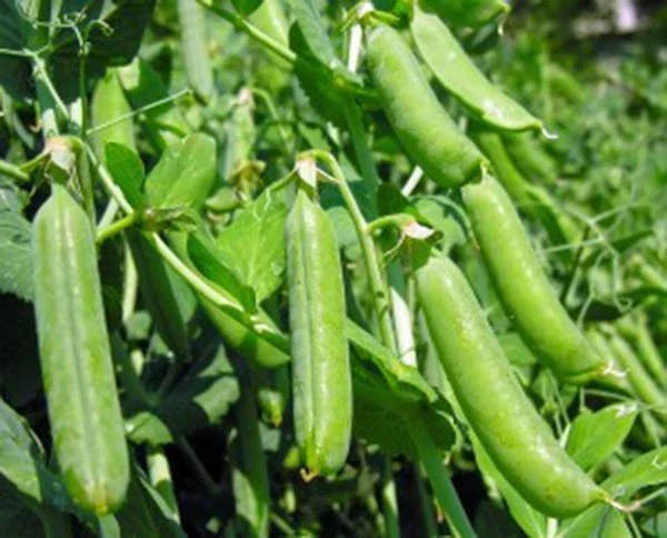 Heirloom Pea Seeds, 20+ Non-GMO Thomas Laxton, Sweet Flavor, Pisum sativum