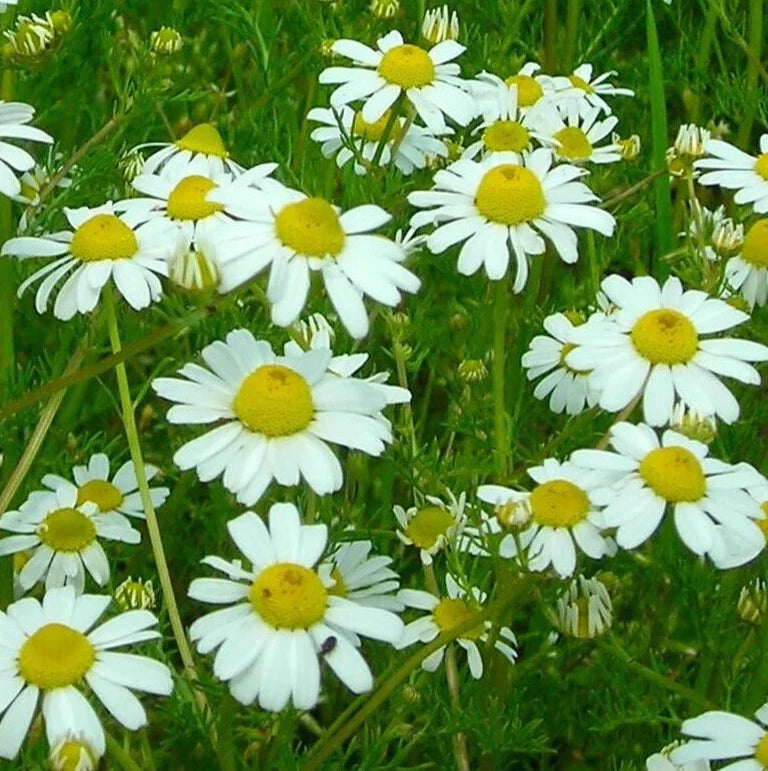 German Chamomile Seeds 4000+ Organic Herb for Garden, Matricaria chamomilla, Non-GMO, Fragrant Flowers