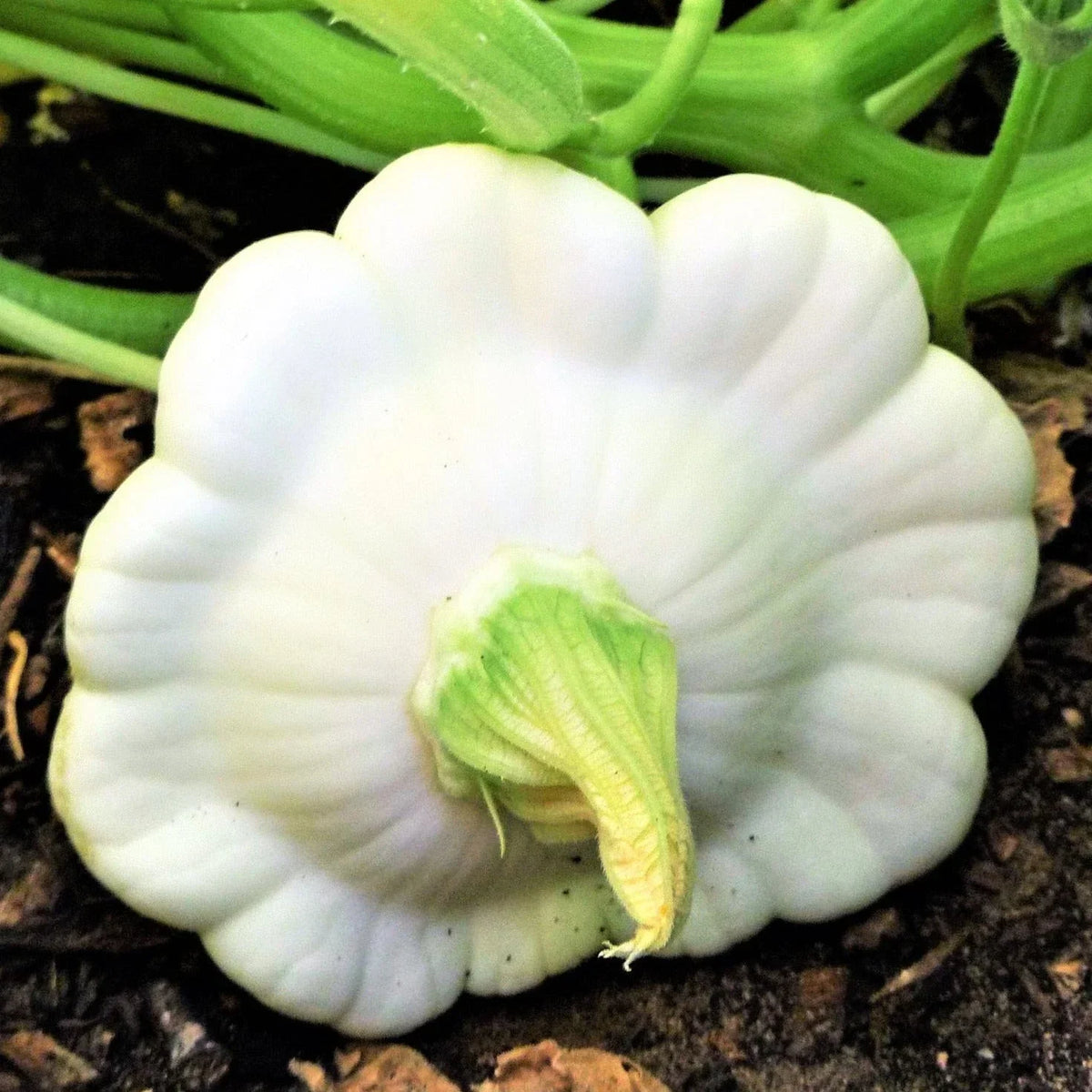 Early White Patty Pan Seeds - Heirloom Bush Scallop Squash - Cucurbita pepo - Non-GMO - Perfect for Home Gardens 2025