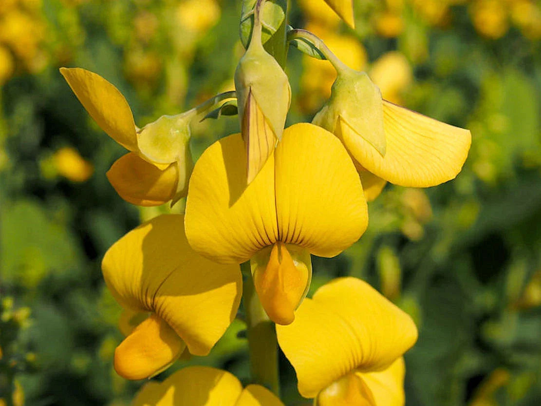 Showy Rattlebox Seeds - 20 Bright Yellow Crotalaria Spectabilis Wildflower Seeds for Garden Planting