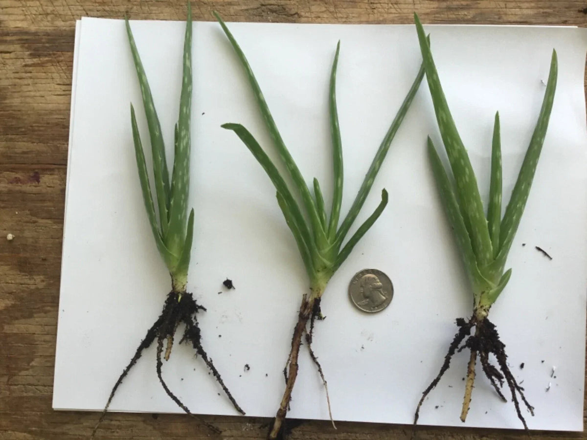 Organic Aloe Vera Plant - Bare Rooted Live Plant - Aloe barbadensis miller - Healthy Succulent for Home Gardening