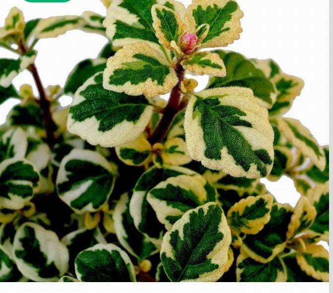 Hemizygia Candy Kisses Live Plant, 4-6 Inch, Colorful Foliage Houseplant, Hemizygia spp., Tropical Indoor Plant in 3 Inch Pot