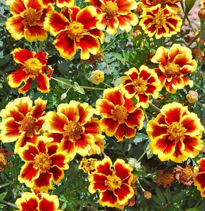 French Marigold Seeds 200 Count - Legion of Honor Dwarf - Non-GMO - Tagetes patula - Vibrant Golden-Orange Blooms