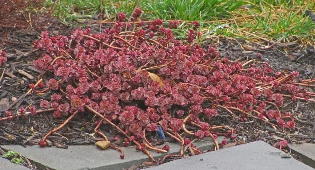 Red Carpet Sedum Live Plant Starter Clump, Trailing Succulent Ground Cover, Sedum spurium, Red Foliage, Evergreen