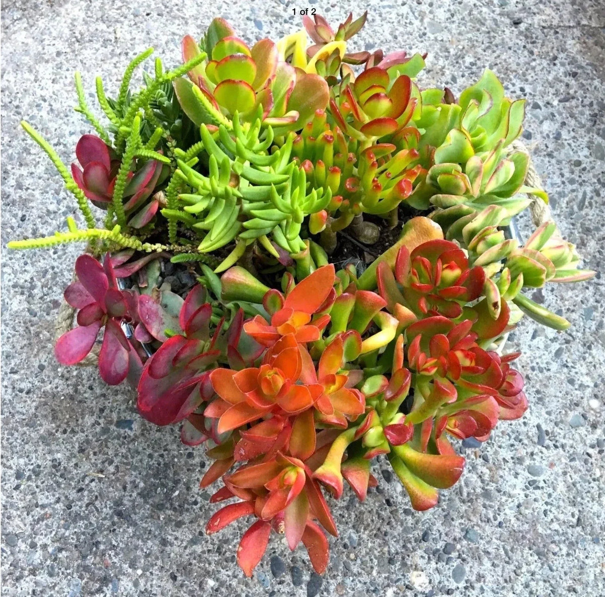 Crassula Jade Cuttings Collection - 10 Varieties + 2 Free - Fresh Organic Succulent Plants for Beginners - Crassula ovata