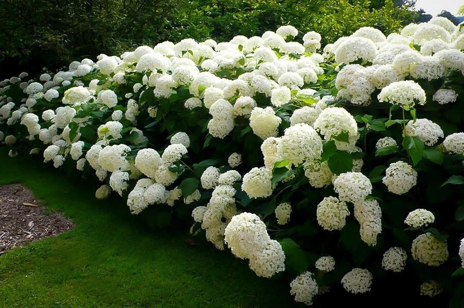 Hydrangea Cuttings 4 Rooted Annabelle Incredible Hydrangea (Hydrangea arborescens) - Easy to Grow White Blooms
