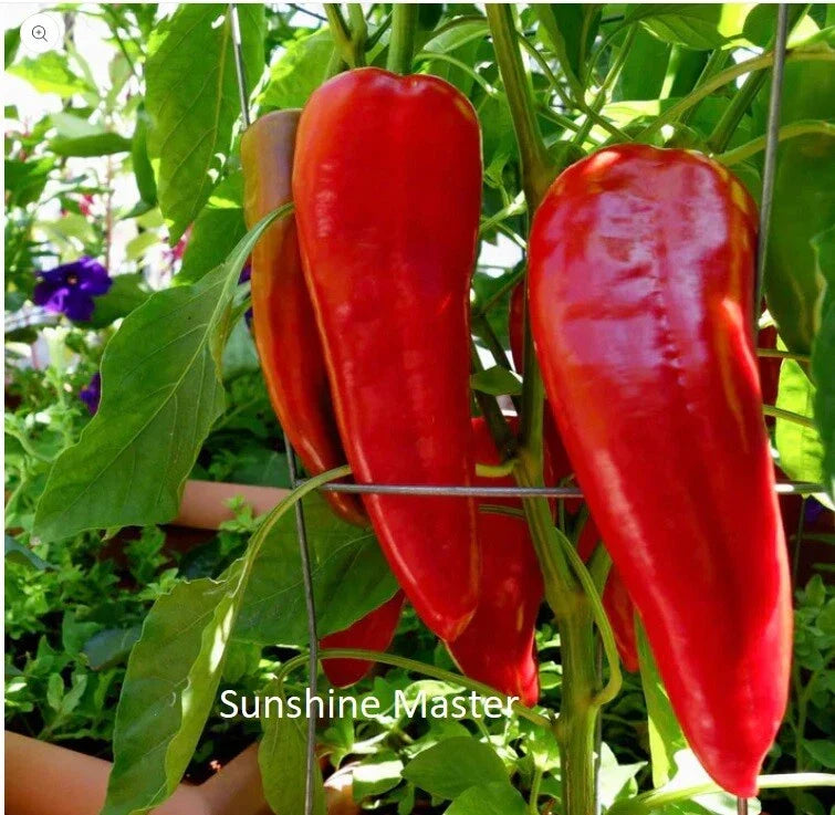 Red Italian Long Marconi Sweet Pepper Seeds - NON-GMO - Capsicum annuum - Ideal for Vegetable Gardens and Containers