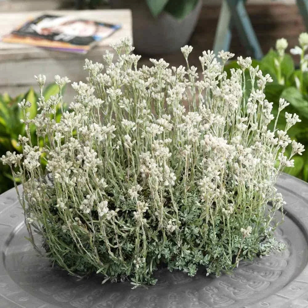 Pussytoes Ground Cover Seeds 100 Seeds White Antennaria Dioica for Erosion Control and Pollinator Gardens