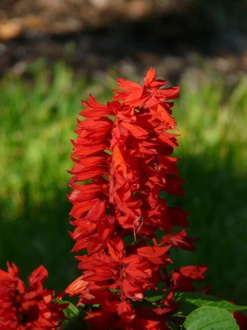500+ Sage Seeds | Scarlet Red Wildflower | Salvia Coccinea | Medicinal Herb for Pollinator Gardens