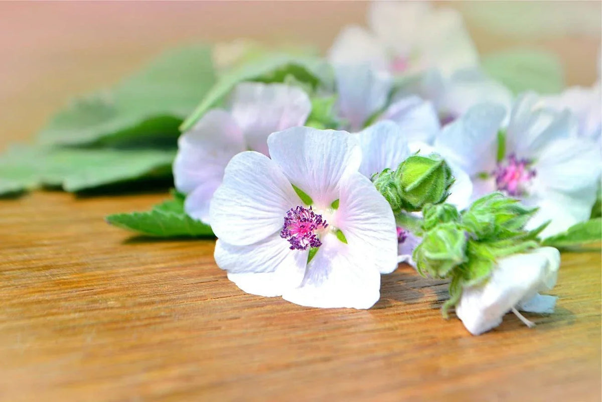 Marshmallow Seeds - 100 Seeds - Althaea Officinalis - Marsh Mallow Herb for Garden - Pink and White Flowers