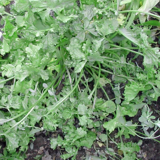 Wrinkled Crinkled Cress Seeds | Heirloom Non-GMO | Lepidium sativum | 200 Seeds for Organic Gardening