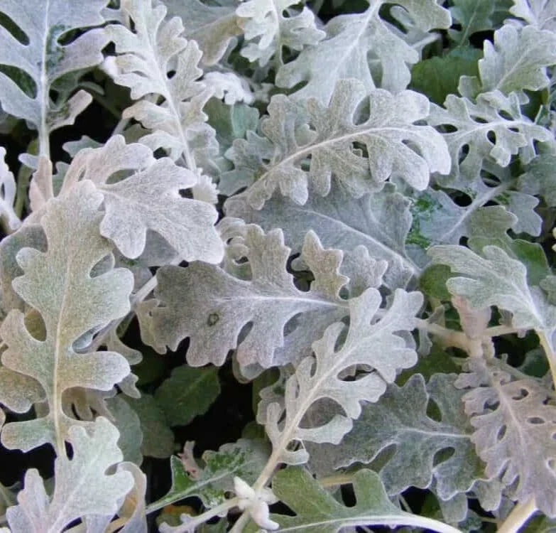 Dusty Miller Seeds - 100 Seeds - Silver Foliage - Senecio Cineraria - Low-Maintenance Garden Plant