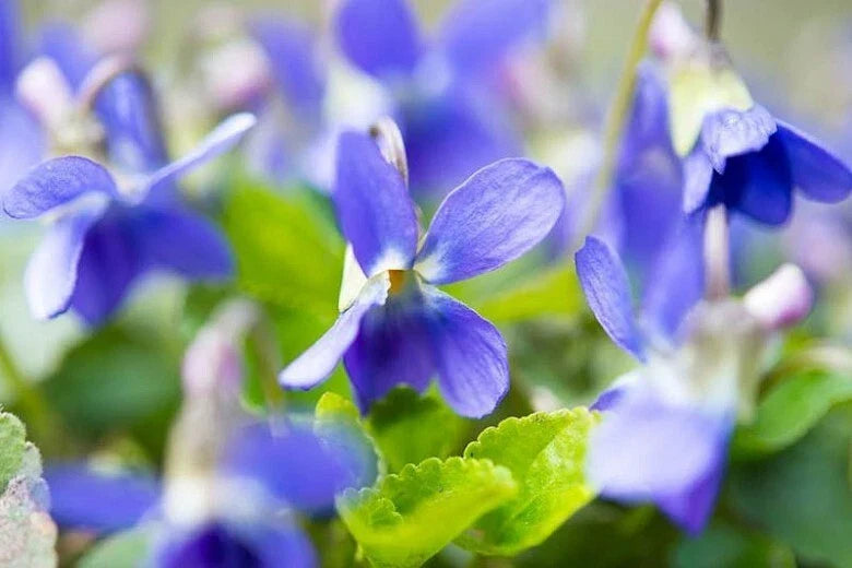 Sweet Violet Plants - 5 Starter Plants - Wildcrafted English Violet - Viola odorata - Purple Flowers for Gardens