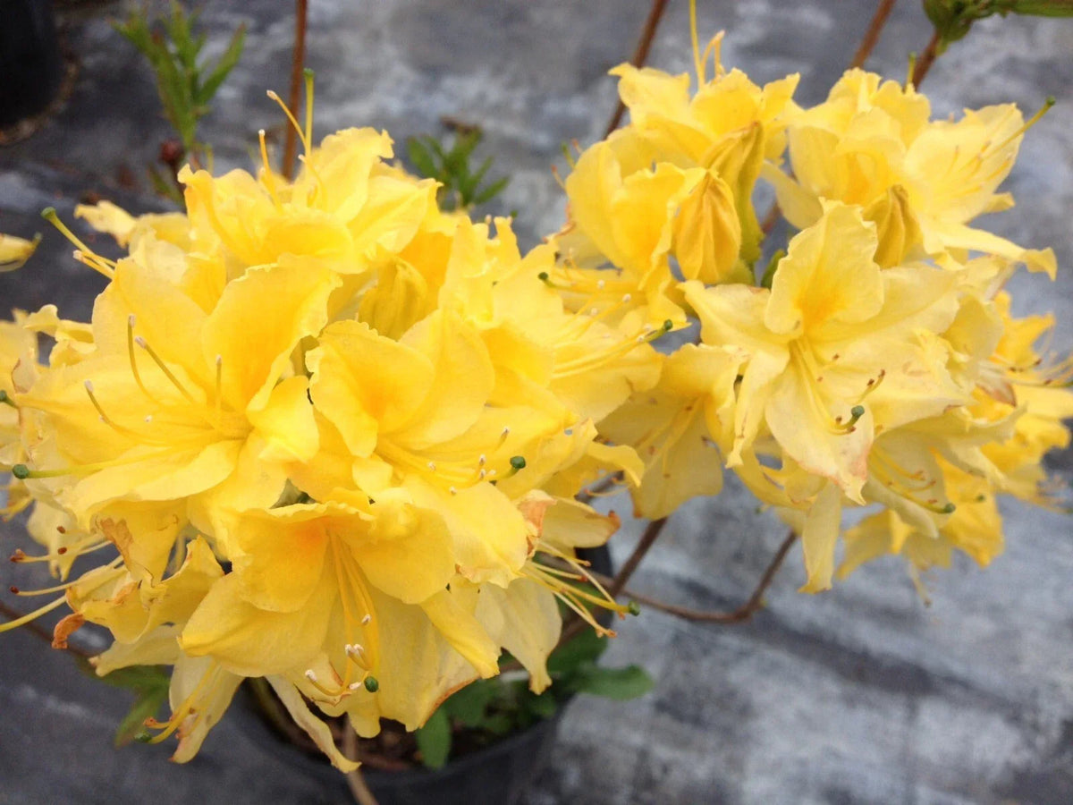Aromi Azalea Starter Plant 4-Inch Pot Lemon Lights Rhododendron Hybrid Rhododendron 'Lemon Lights' Vibrant Yellow Blooms