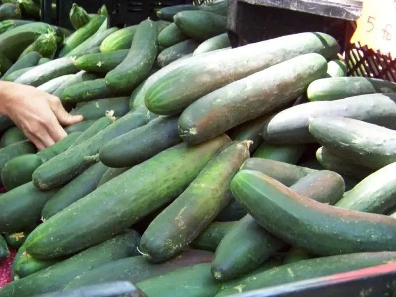Heirloom Cucumber Seeds - 100+ Organic Non-GMO Straight Eight - Cucumis sativus - Perfect for Home Gardening