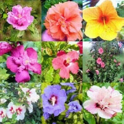 Mixed Colors Rose of Sharon Seeds - 50 Count Hibiscus Syriacus Flower Bush Mix - Attracts Pollinators, Low Maintenance