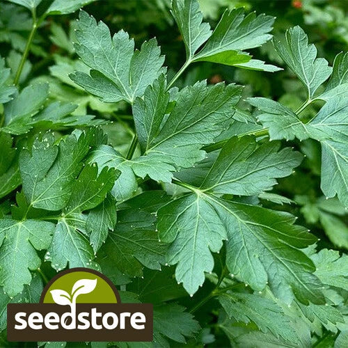 Italian Dark Green Parsley Seeds - Heirloom Non-GMO, Petroselinum crispum, Culinary Herb, 100 Seeds, Easy to Grow