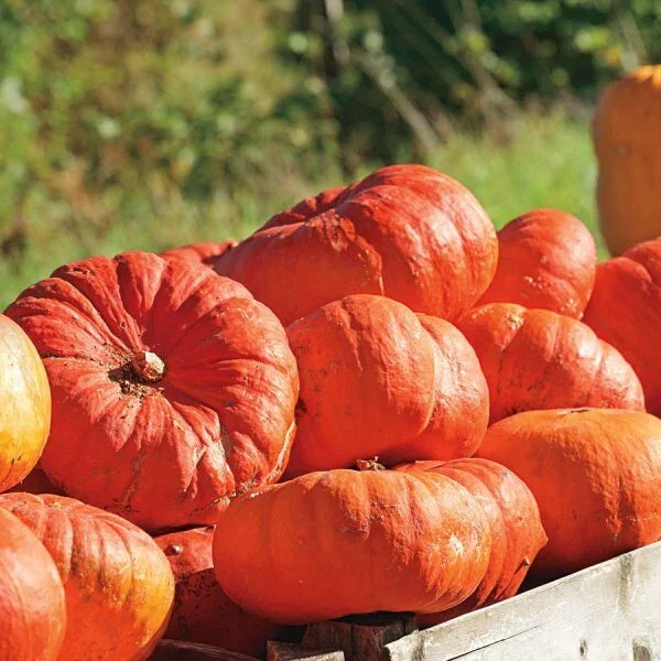 Cinderella Pumpkin Seeds | Heirloom Rouge Vif D'Etampes | Non-GMO Organic | Cucurbita pepo | 20 Seed Packet