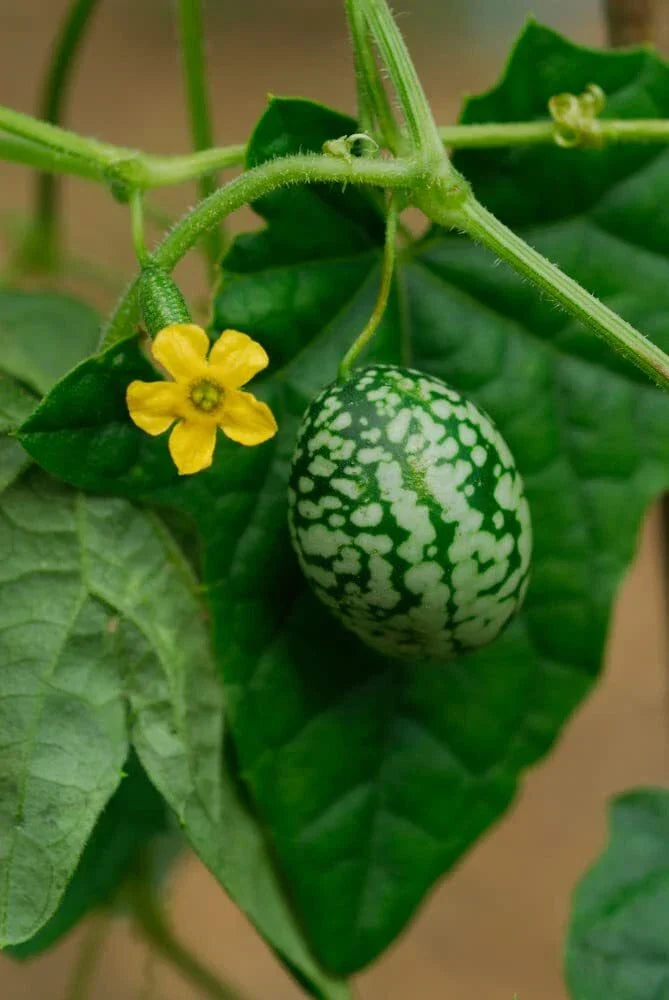 Mouse Melon Seeds - 50 Count - Exotic Cucamelon Seeds - Melothria scabra - Unique Garden Fruit for Home Gardening