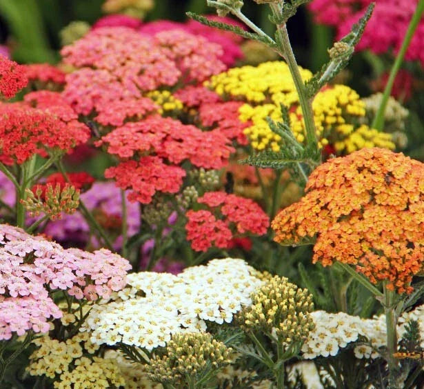 Yarrow Seeds 200 Pack COLORADO Mix Perennial Wildflower Achillea millefolium Non-GMO for Xeriscaping and Drought Gardens