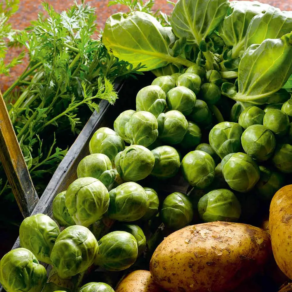 Brussels Sprouts Seeds - 500+ Count - Nelson F1 - Brassica oleracea - Non-GMO, USA Grown Gardening Seeds
