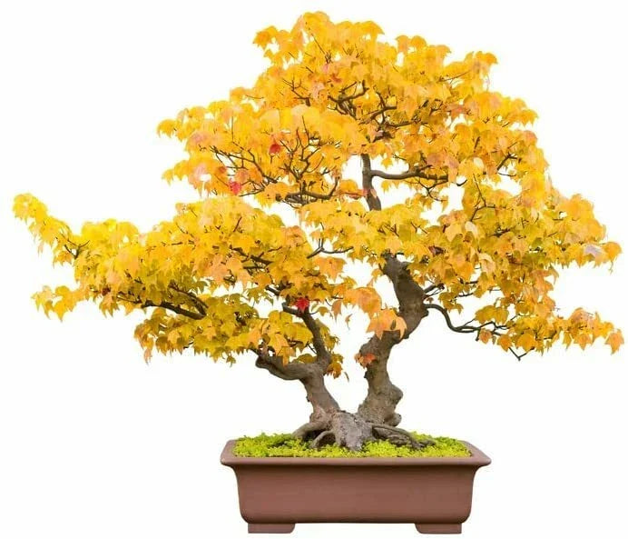 Trident Maple Bonsai Tree Seeds - 20 Count - Acer buergerianum - Indoor/Outdoor - Drought Tolerant, Vibrant Fall Colors