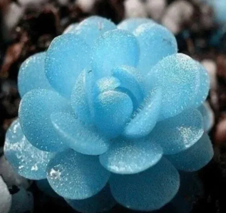 Blue Flower Succulent Seeds - 100PCs Pack - Rare Variety for Indoor/Outdoor Gardening - Ideal for Plant Lovers
