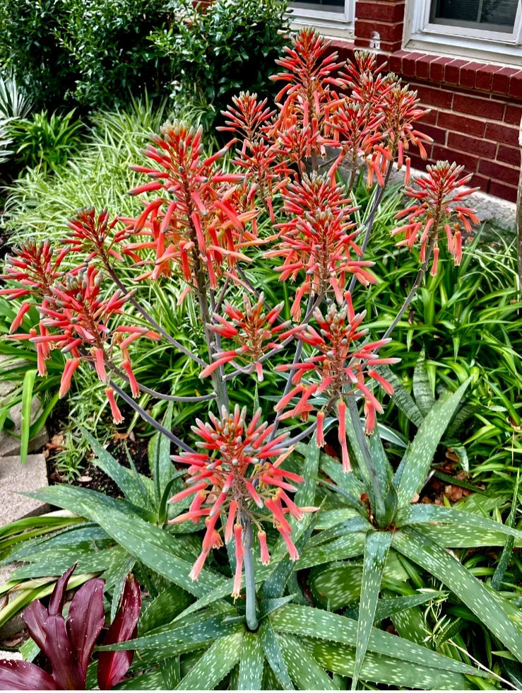Zebra Maculata Aloe - 10"-12" Bare Rooted Plant - Red/Orange Flowering Soap Plant - Aloe variegata
