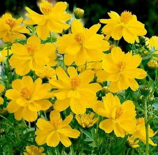 Cosmos Seeds 100 Ct | Tall Yellow Sulphur Annual Flower | Cosmos sulphureus | Attracts Pollinators | Easy to Grow