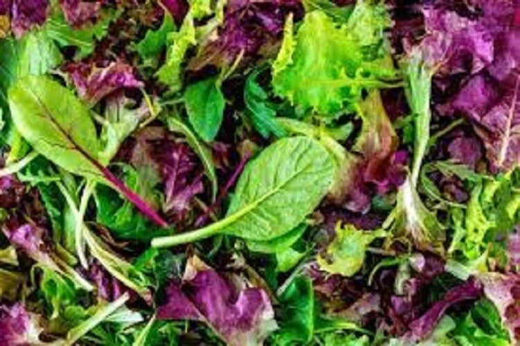 Organic Heirloom Mesclun Lettuce Mix Seeds - Lactuca sativa - Gourmet Salad Greens - Easy to Grow, Non-GMO, 200 Seeds Packet