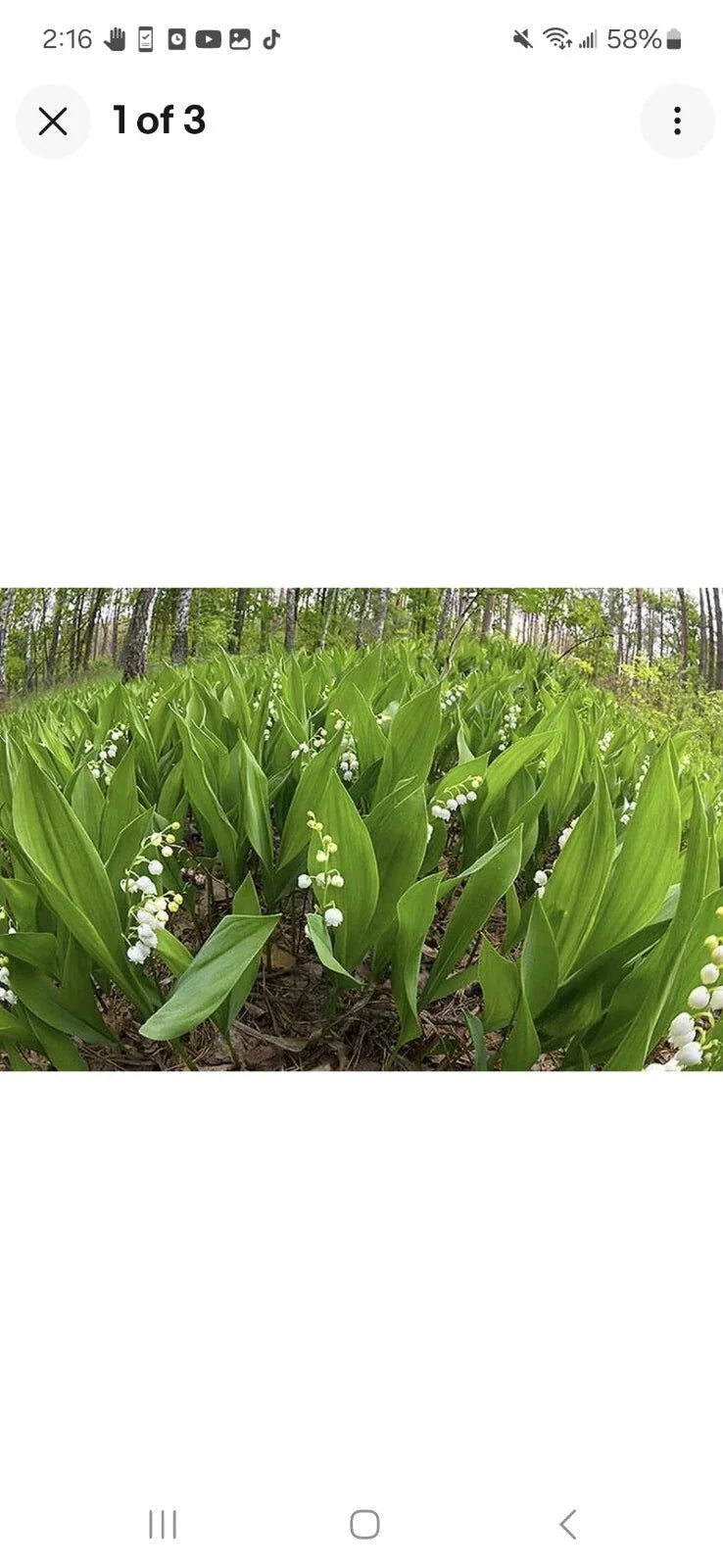 Lily of the Valley Bare Root Plants 50 Pack - Perennial Ground Cover, Fragrant White Flowers, Convallaria majalis