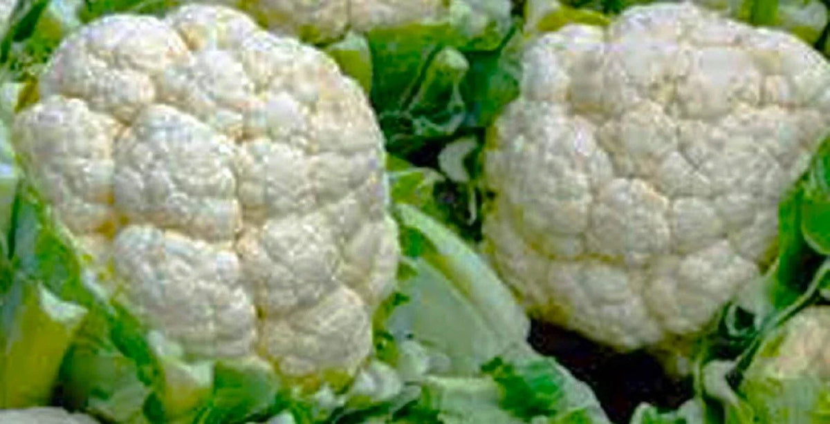 Snowball Y Improved Cauliflower Seeds - 200+ Non-GMO Seeds for Home Garden - Brassica oleracea var. botrytis