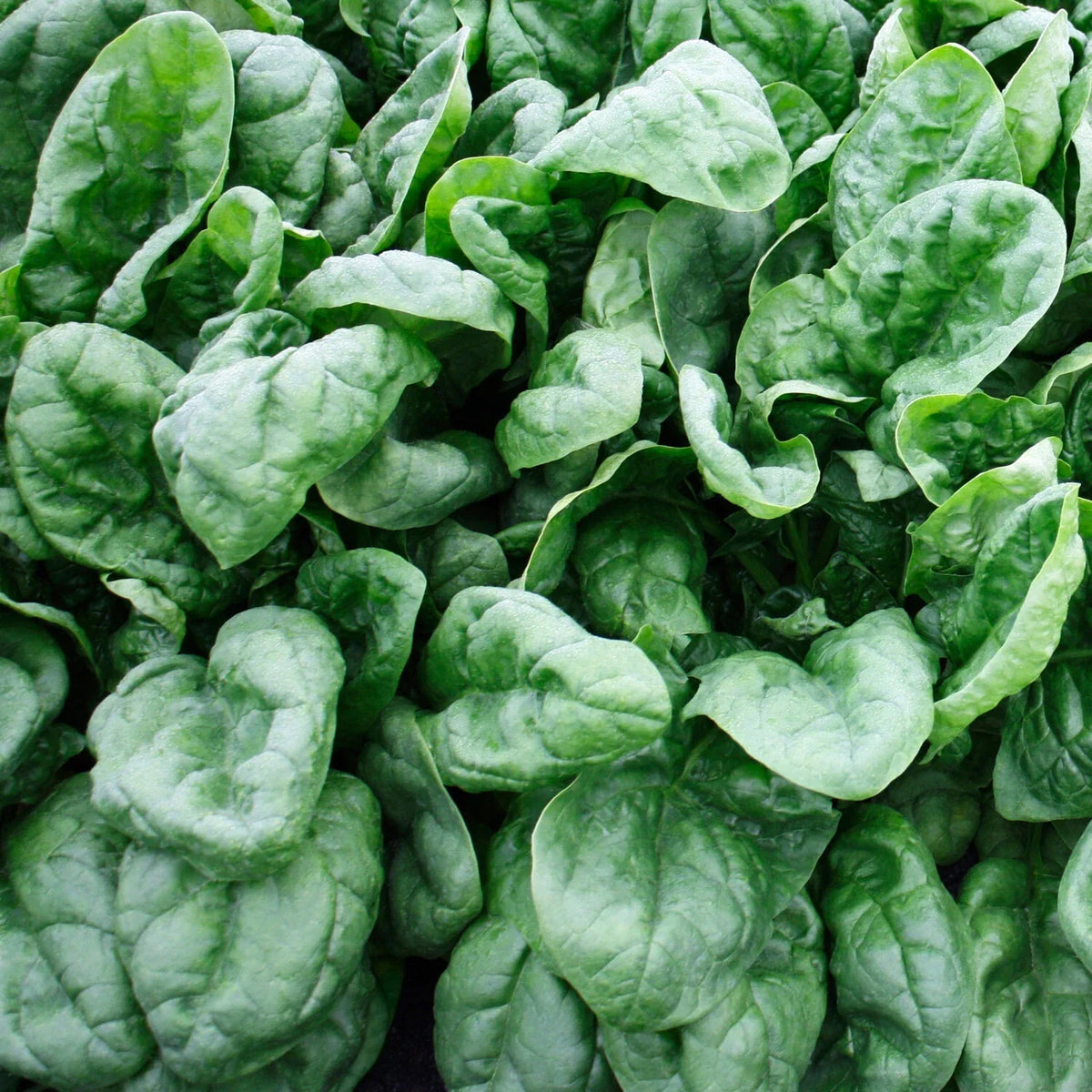 Olympia Spinach Seeds Packets, NON-GMO Organic Heirloom Variety, Spinacia oleracea for Vegetable Gardening