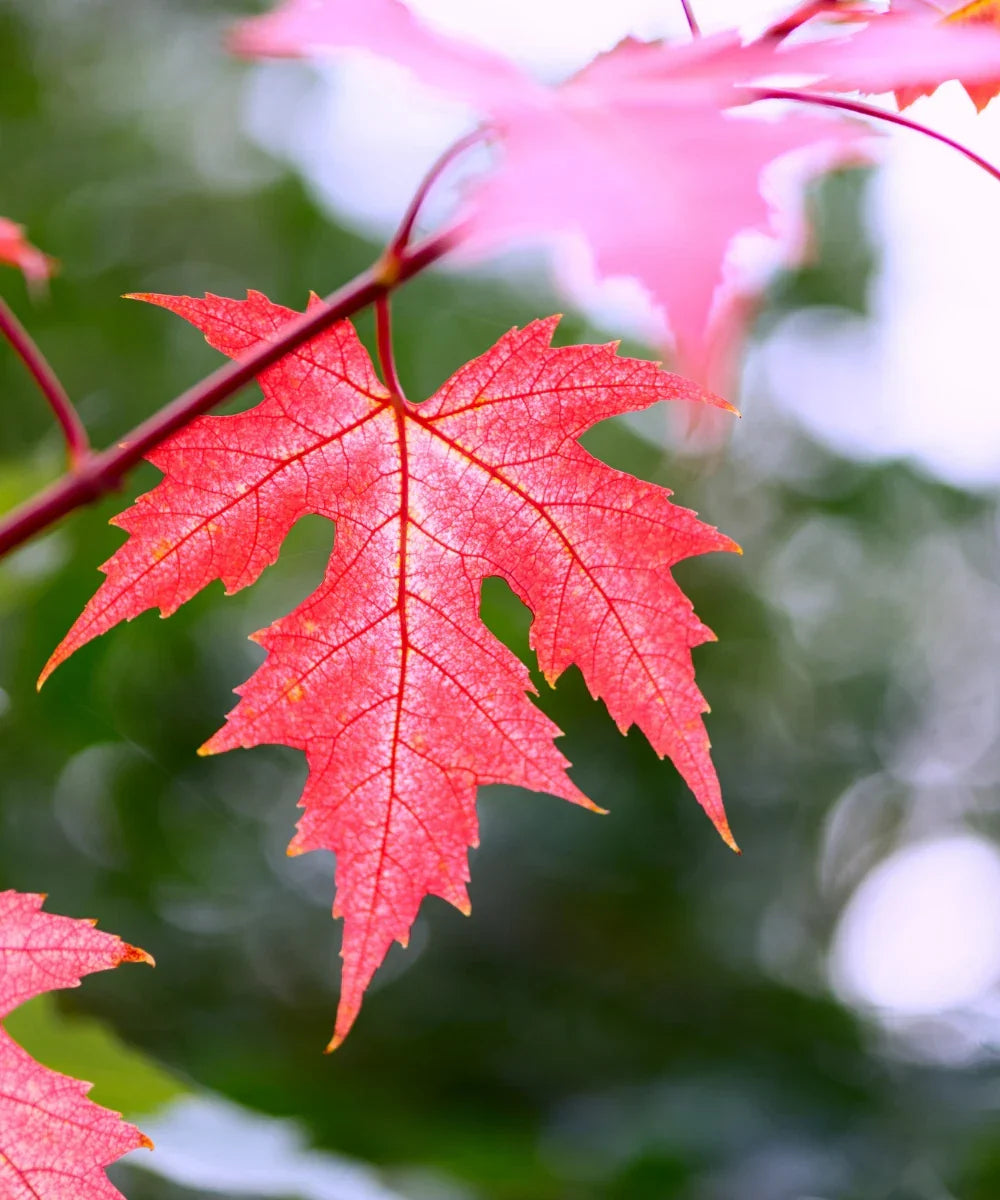 Silver Maple Seeds - 10 Pack - Fast Growing Bonsai - Acer saccharinum - Vibrant Fall Colors