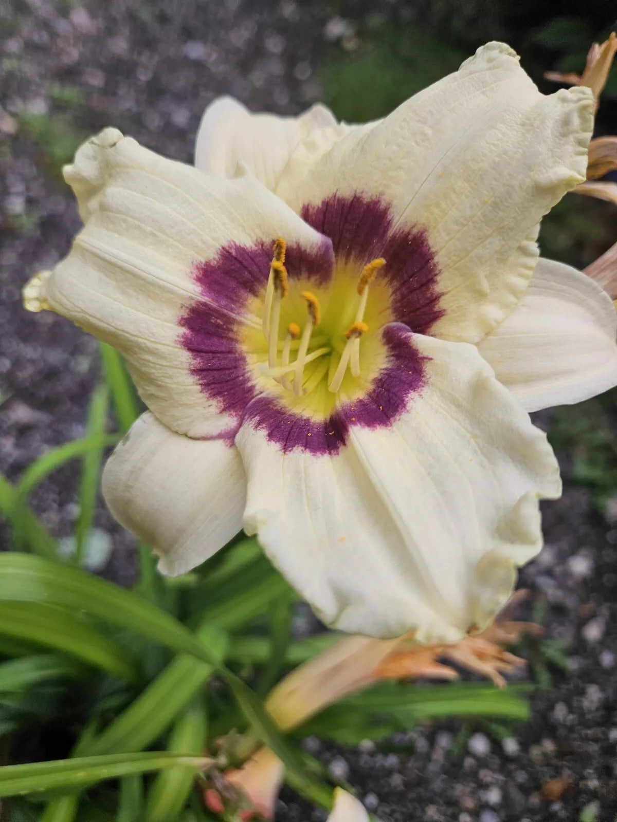 Daylily Plant - Bare Root - Hemerocallis 'Pandoras Box' - Plum & Cream Flowers - Outdoor Perennial for Gardens