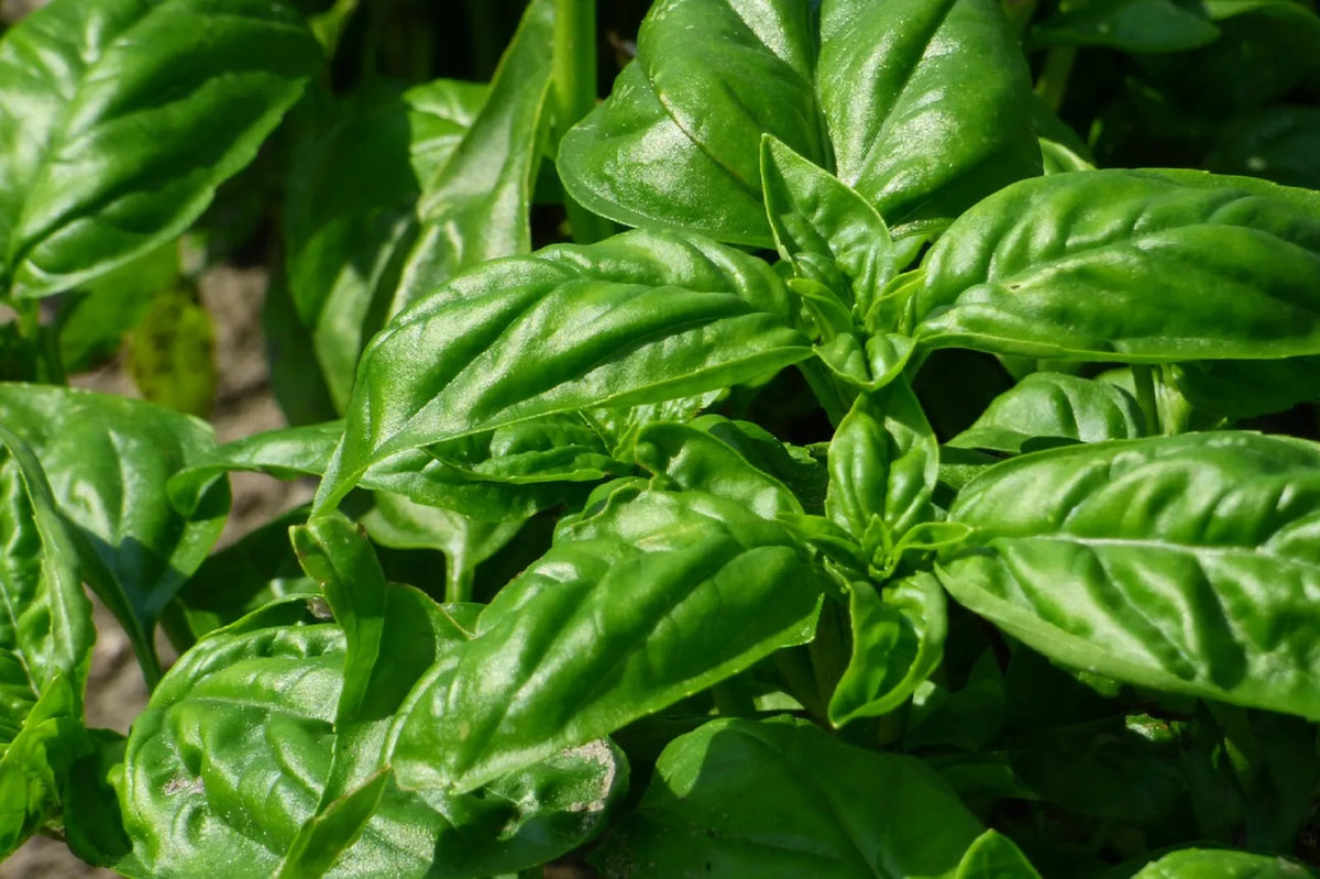 Italian Large Leaf Basil Seeds - 200+ Pack, Ocimum basilicum - Culinary Herb for Home Gardening and Flavorful Dishes
