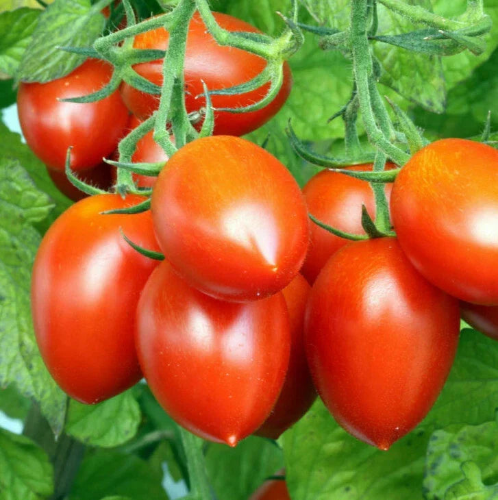 Roma VF Tomato Seeds | 50 Count | Italian Plum San Marzano | Solanum lycopersicum 'Roma VF' | High-Yielding Heirloom Variety