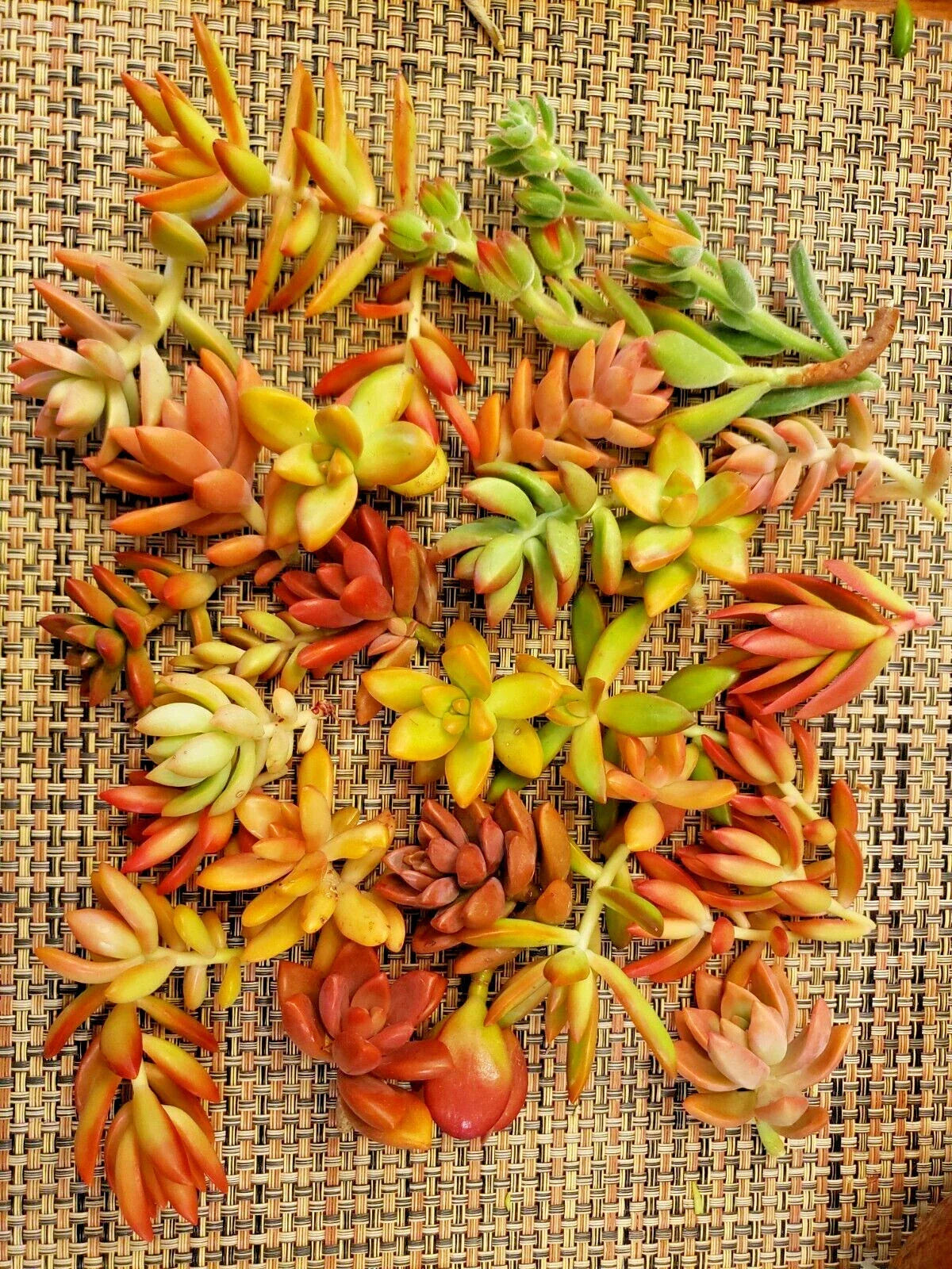 20 Succulent Cuttings Pack - Red-Orange Variety, 5 Species, Ideal for Party Favors, Echeveria, Sedum, Graptopetalum